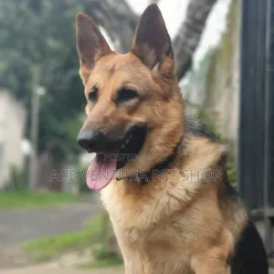 Photo - 1-3 months Male Purebred German Shepherd