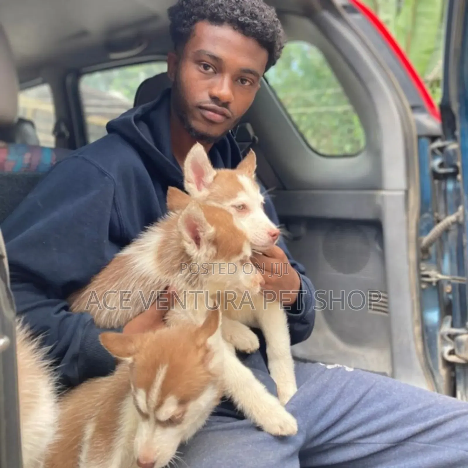 1-3 months Male Purebred Siberian Husky