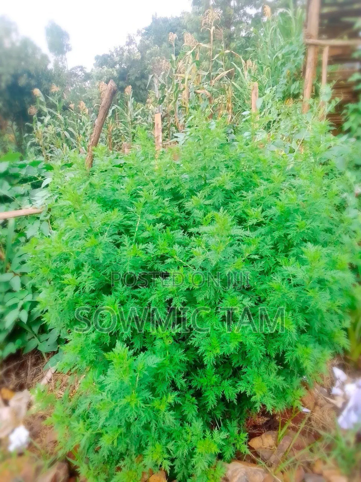 Artemisia Annua Herb