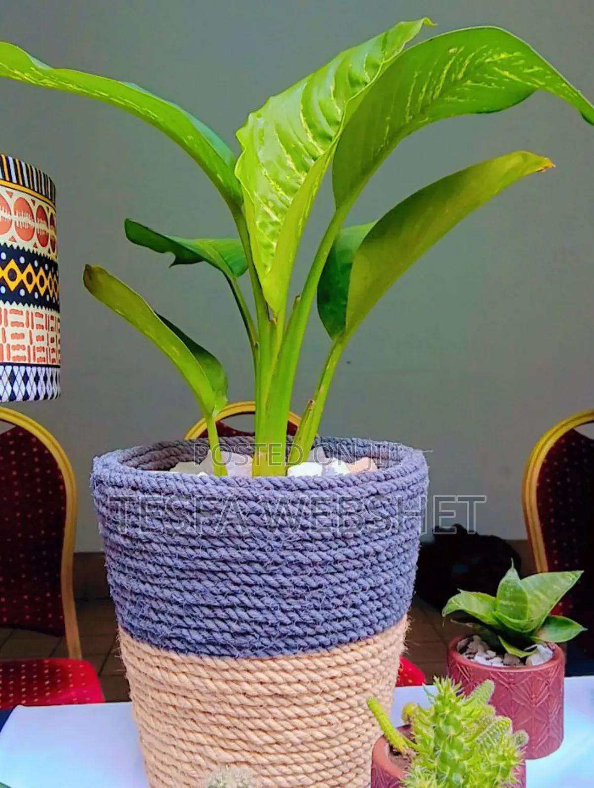 Plant With Crafts