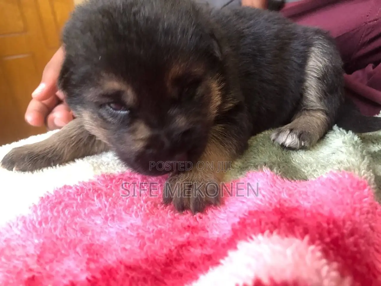 1-3 months Male Purebred German Shepherd