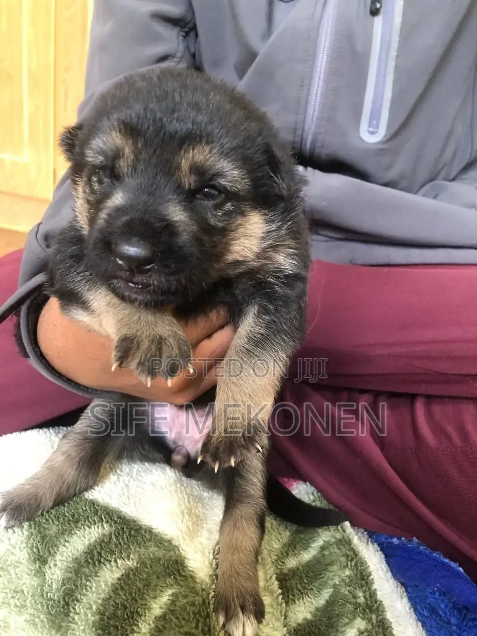 1-3 months Male Purebred German Shepherd