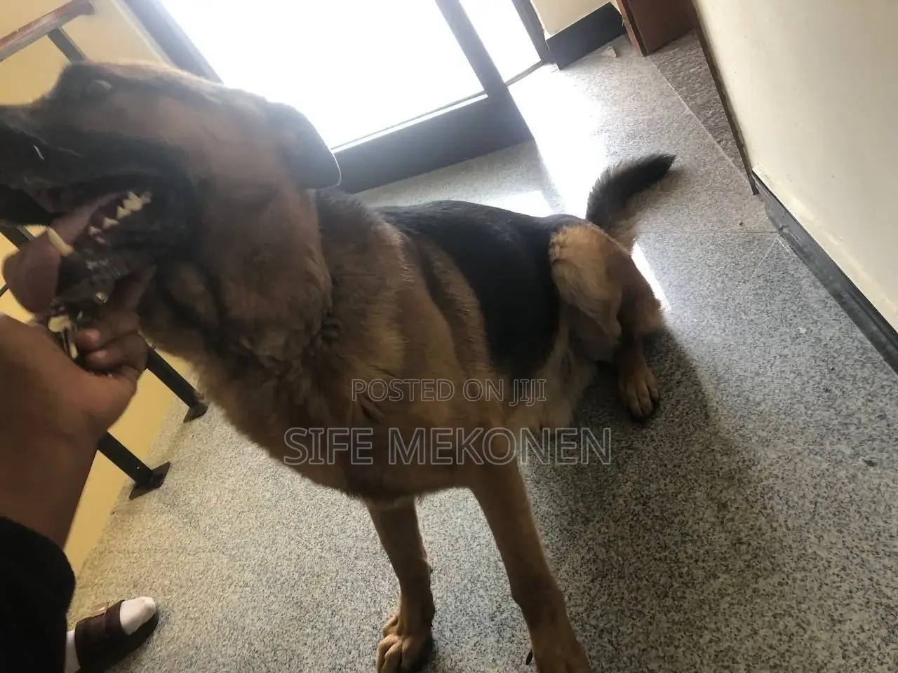 1-3 months Male Purebred German Shepherd