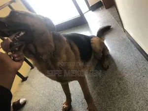 1-3 months Male Purebred German Shepherd