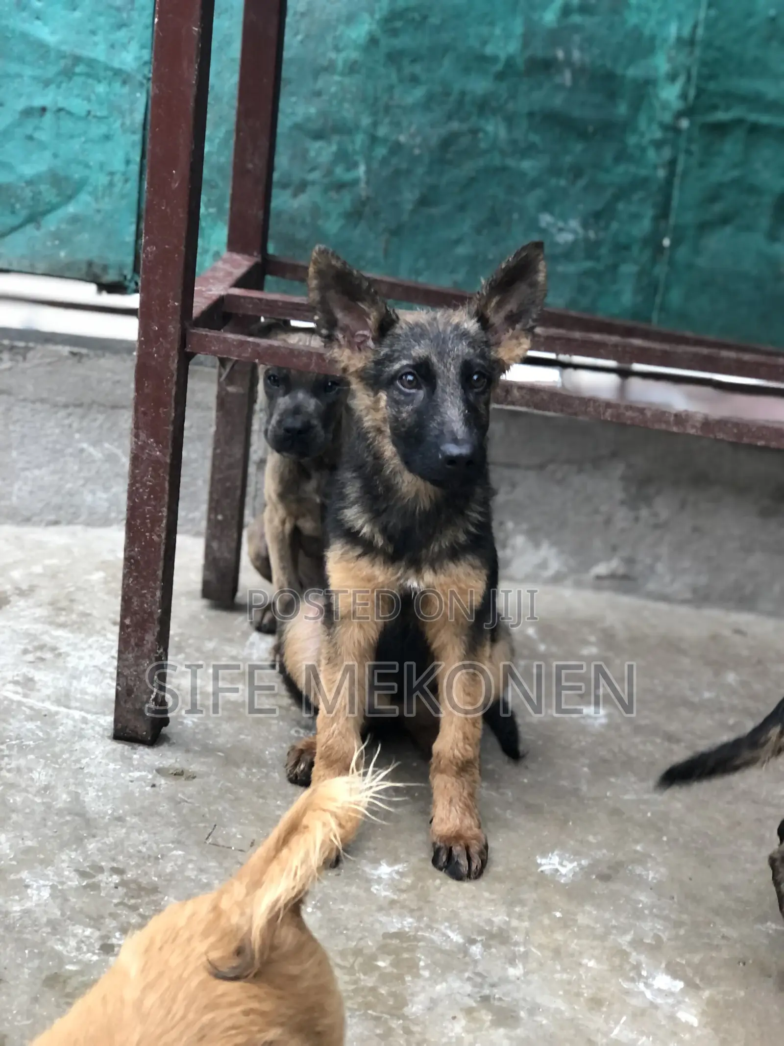 1-3 months Male Purebred German Shepherd