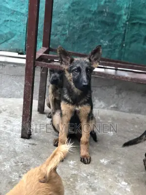 1-3 months Male Purebred German Shepherd
