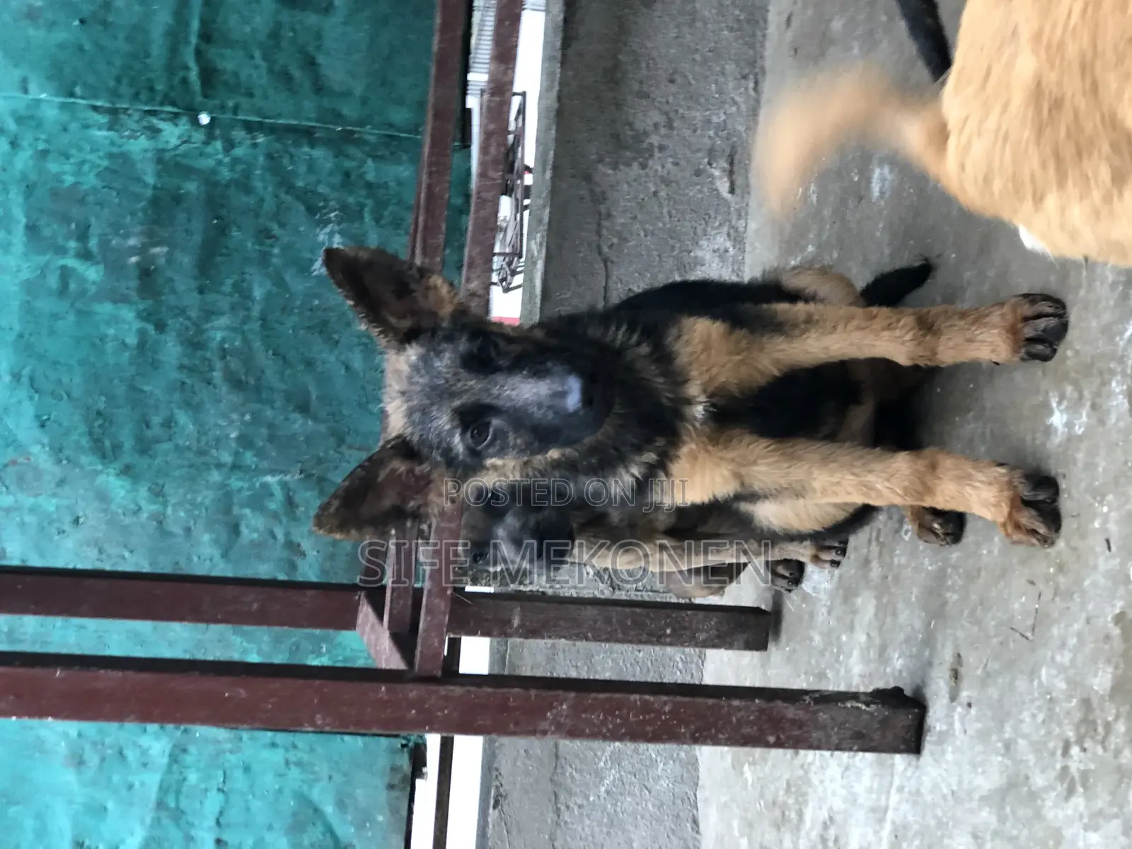 1-3 months Male Purebred German Shepherd