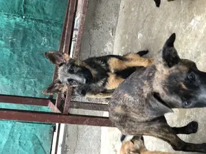 1-3 months Male Purebred German Shepherd