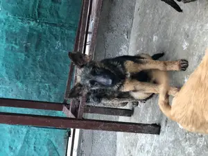 1-3 months Male Purebred German Shepherd