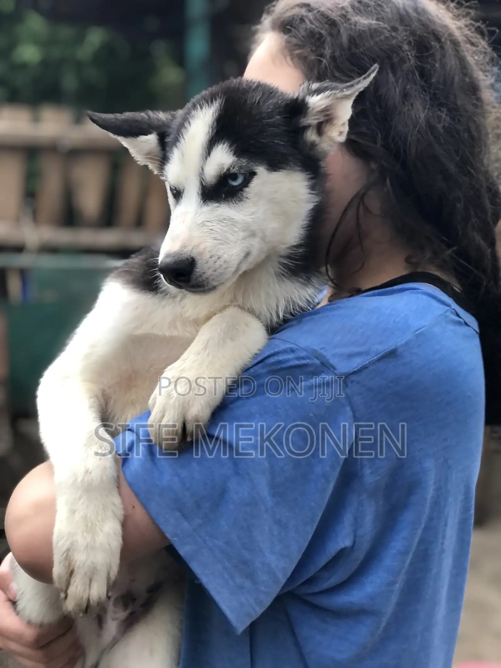 1-3 months Male Purebred Siberian Husky