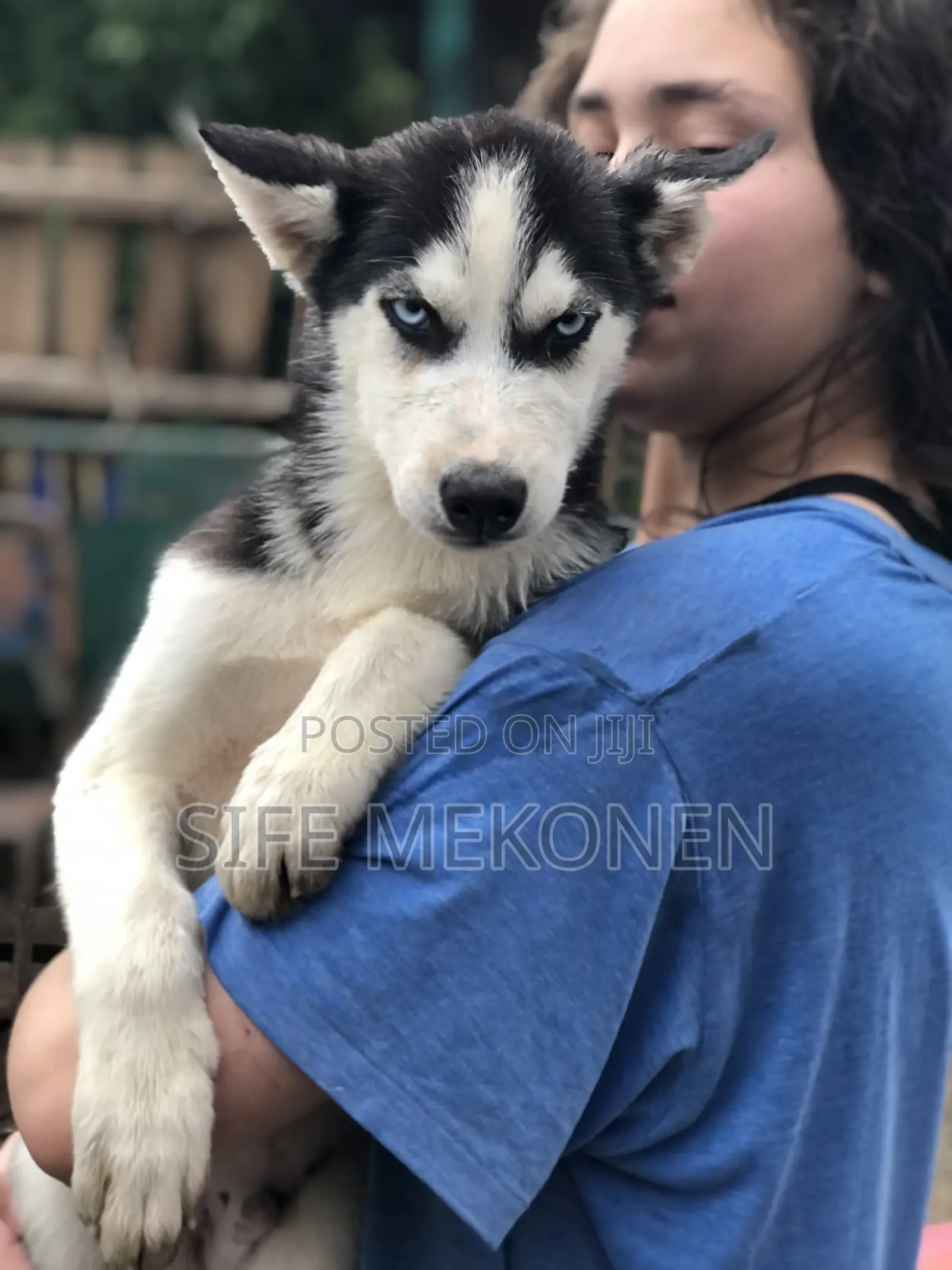 1-3 months Male Purebred Siberian Husky