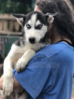 1-3 months Male Purebred Siberian Husky