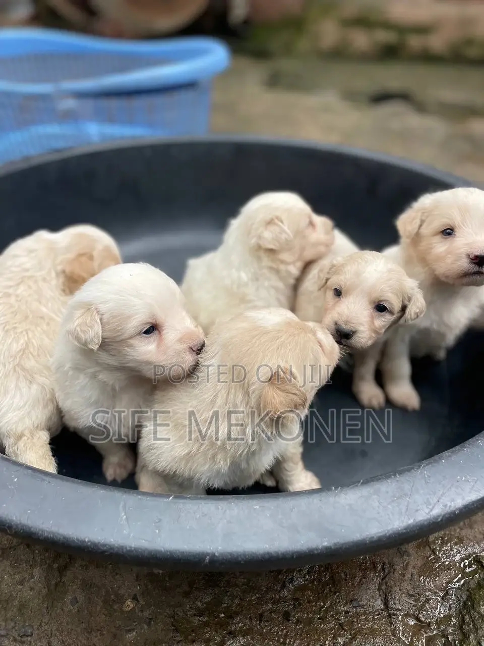 1-3 months Male Purebred Maltese