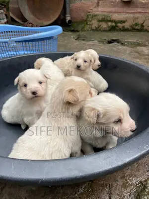 Photo - 1-3 months Male Purebred Maltese
