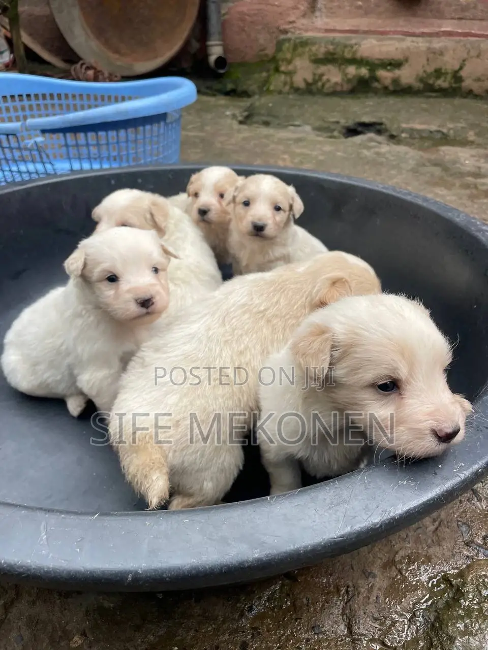1-3 months Male Purebred Maltese