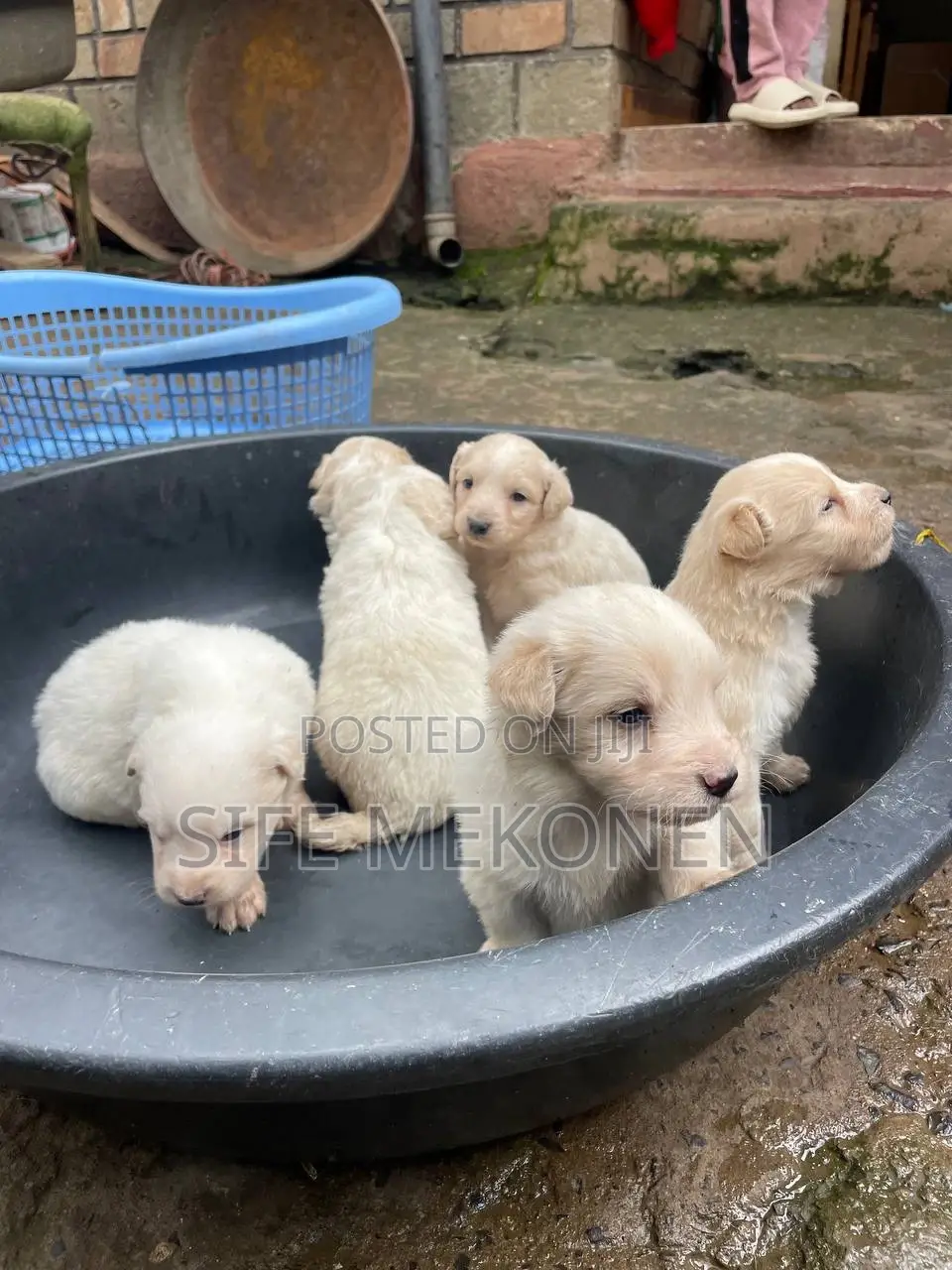 1-3 months Male Purebred Maltese