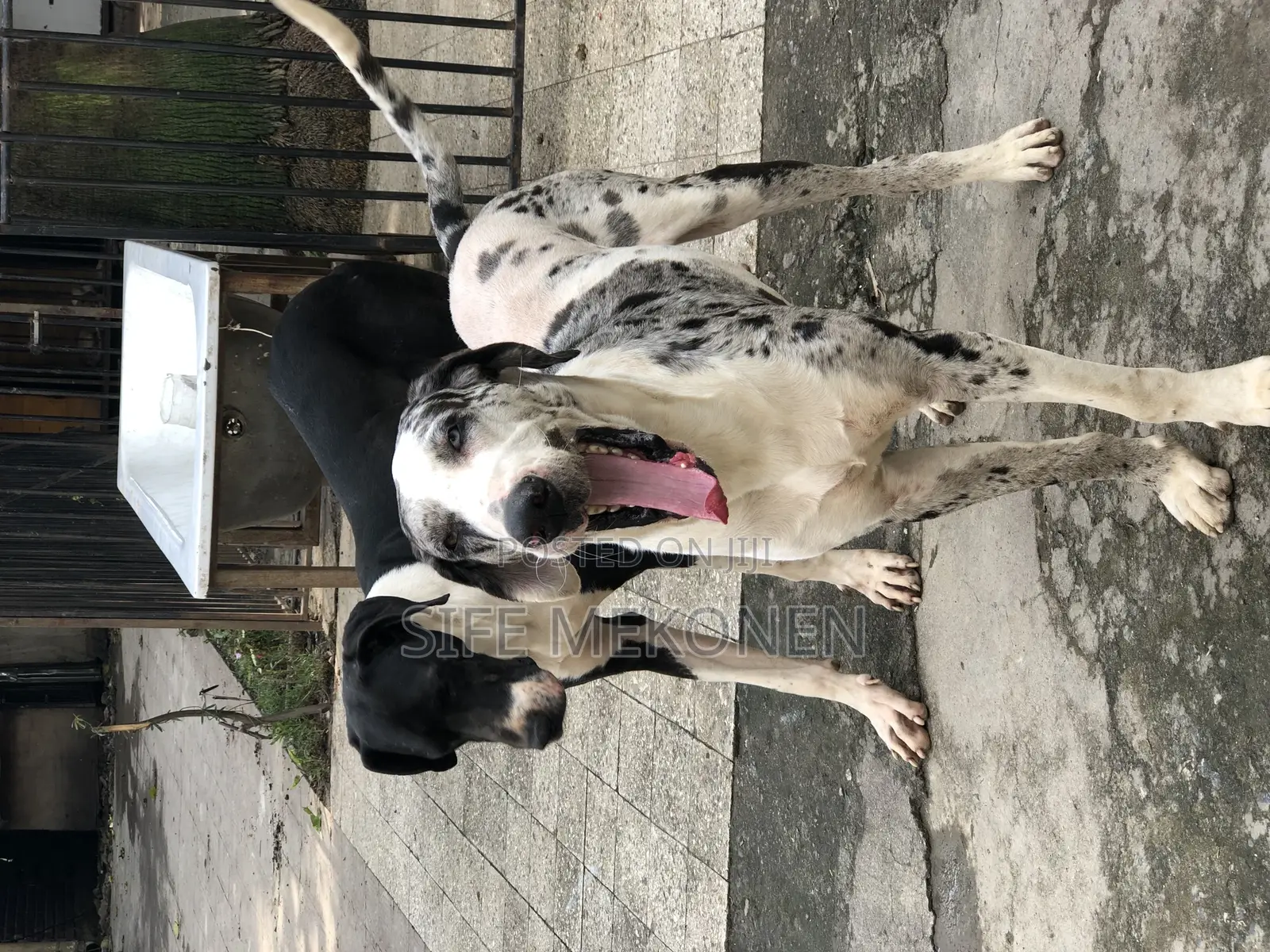 1-3 months Male Purebred Great Dane