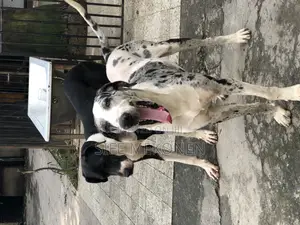 1-3 months Male Purebred Great Dane