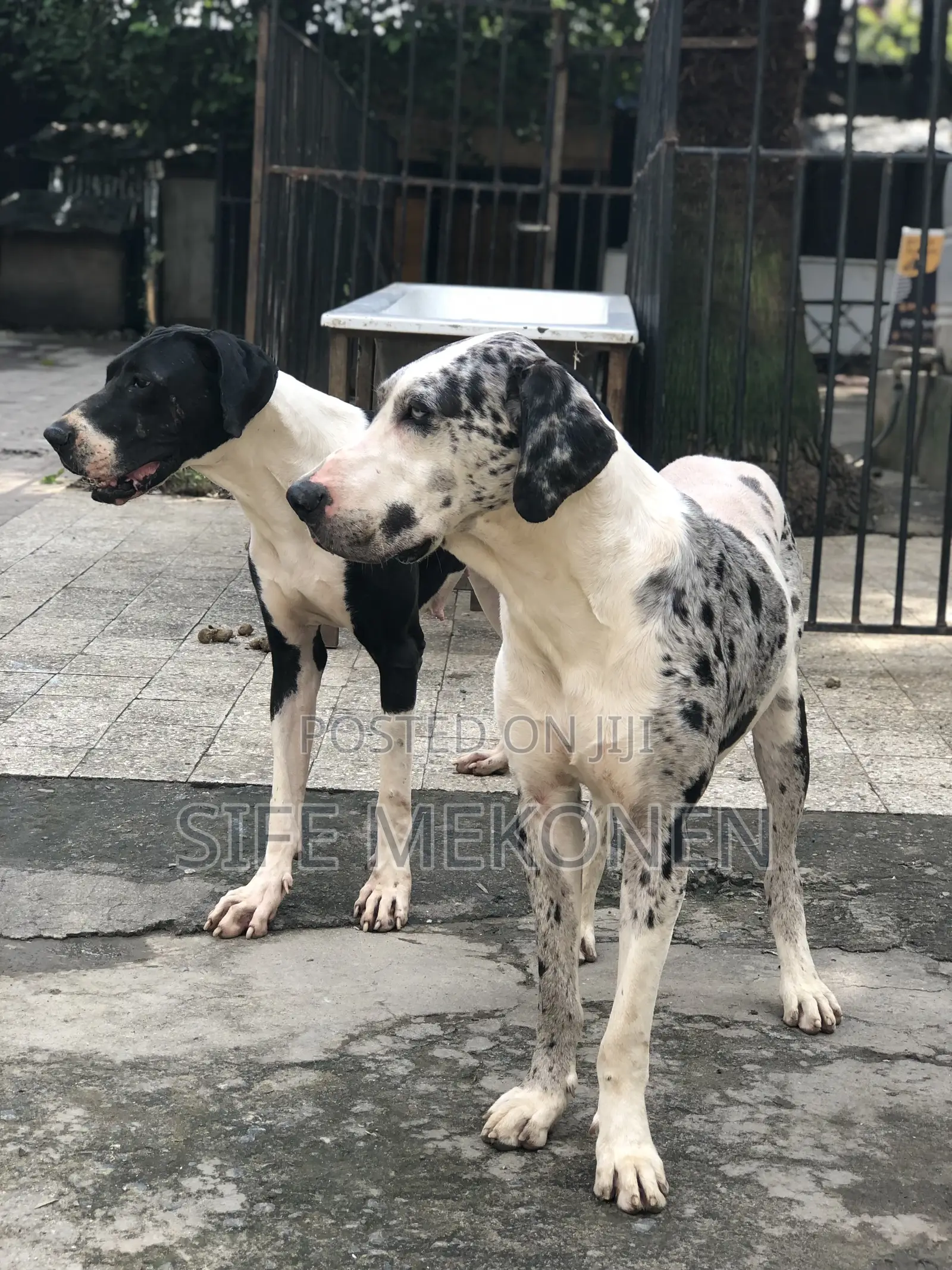 1-3 months Male Purebred Great Dane