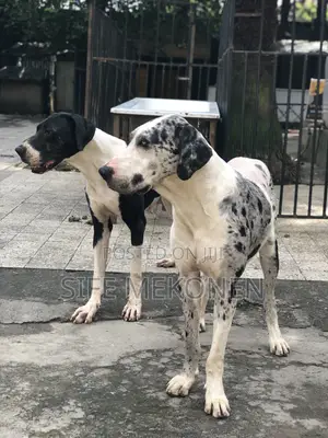 1-3 months Male Purebred Great Dane