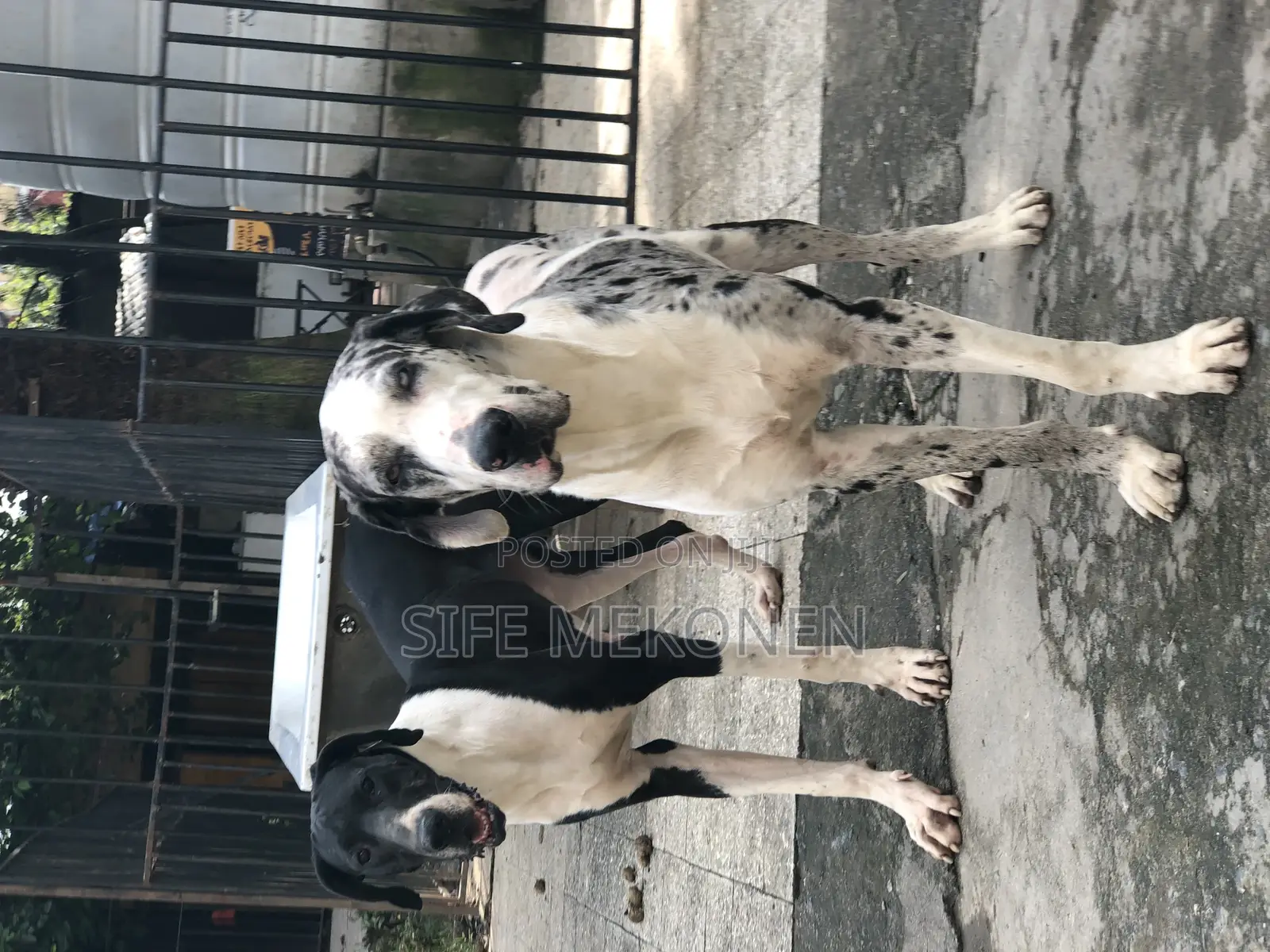 1-3 months Male Purebred Great Dane