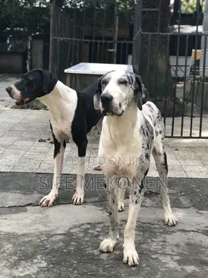 1-3 months Male Purebred Great Dane