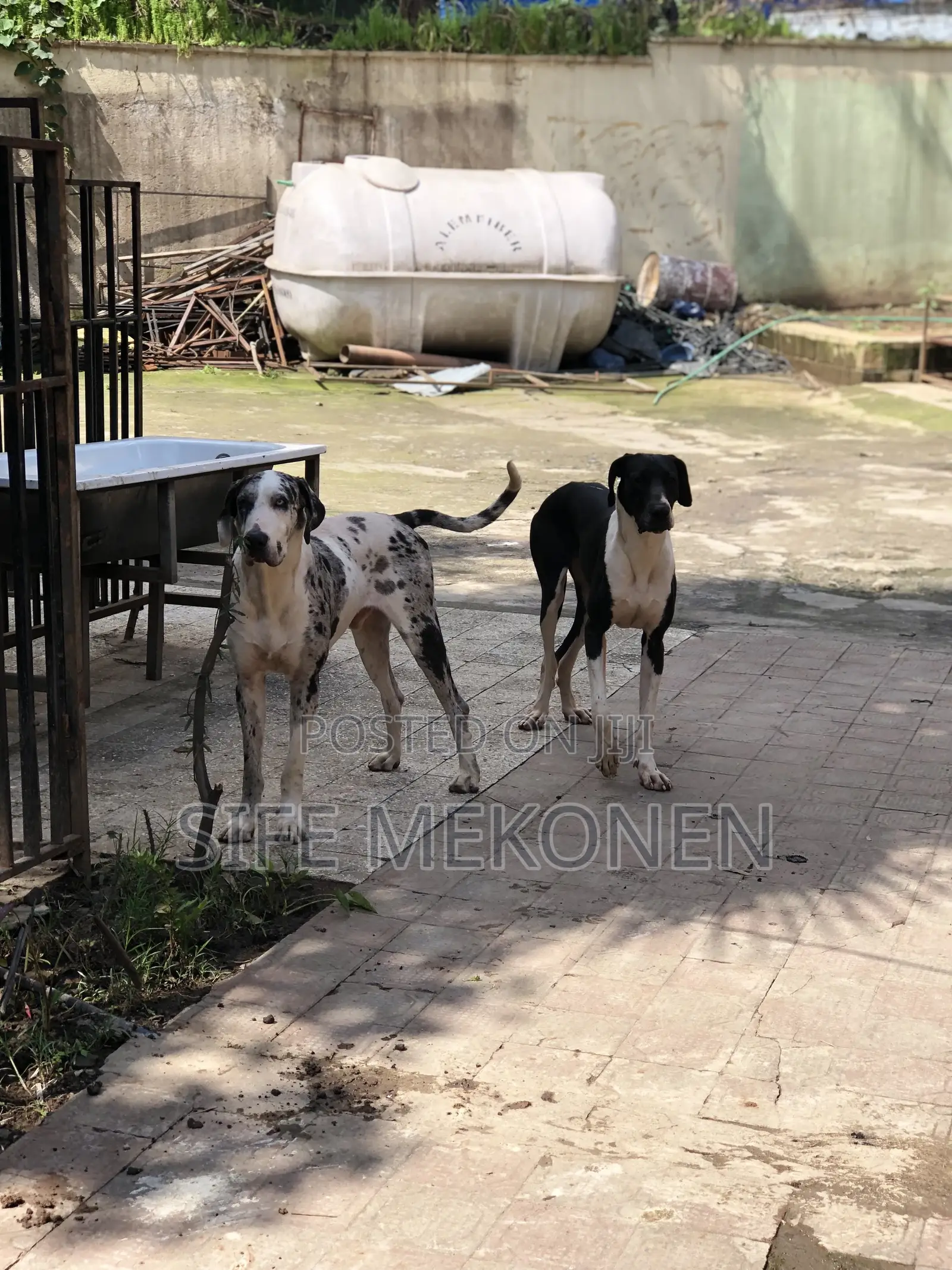 1-3 months Male Purebred Great Dane