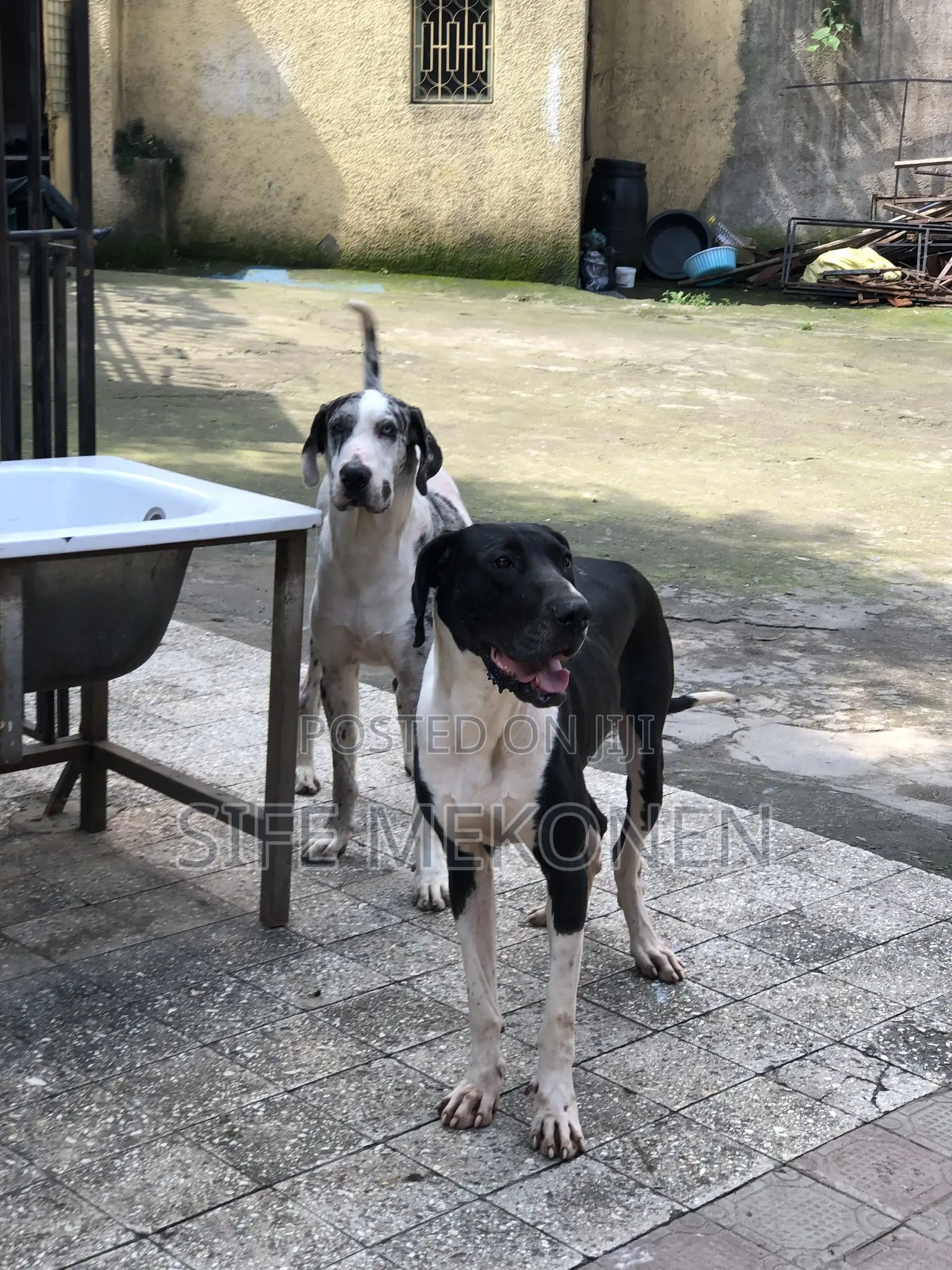1-3 months Male Purebred Great Dane