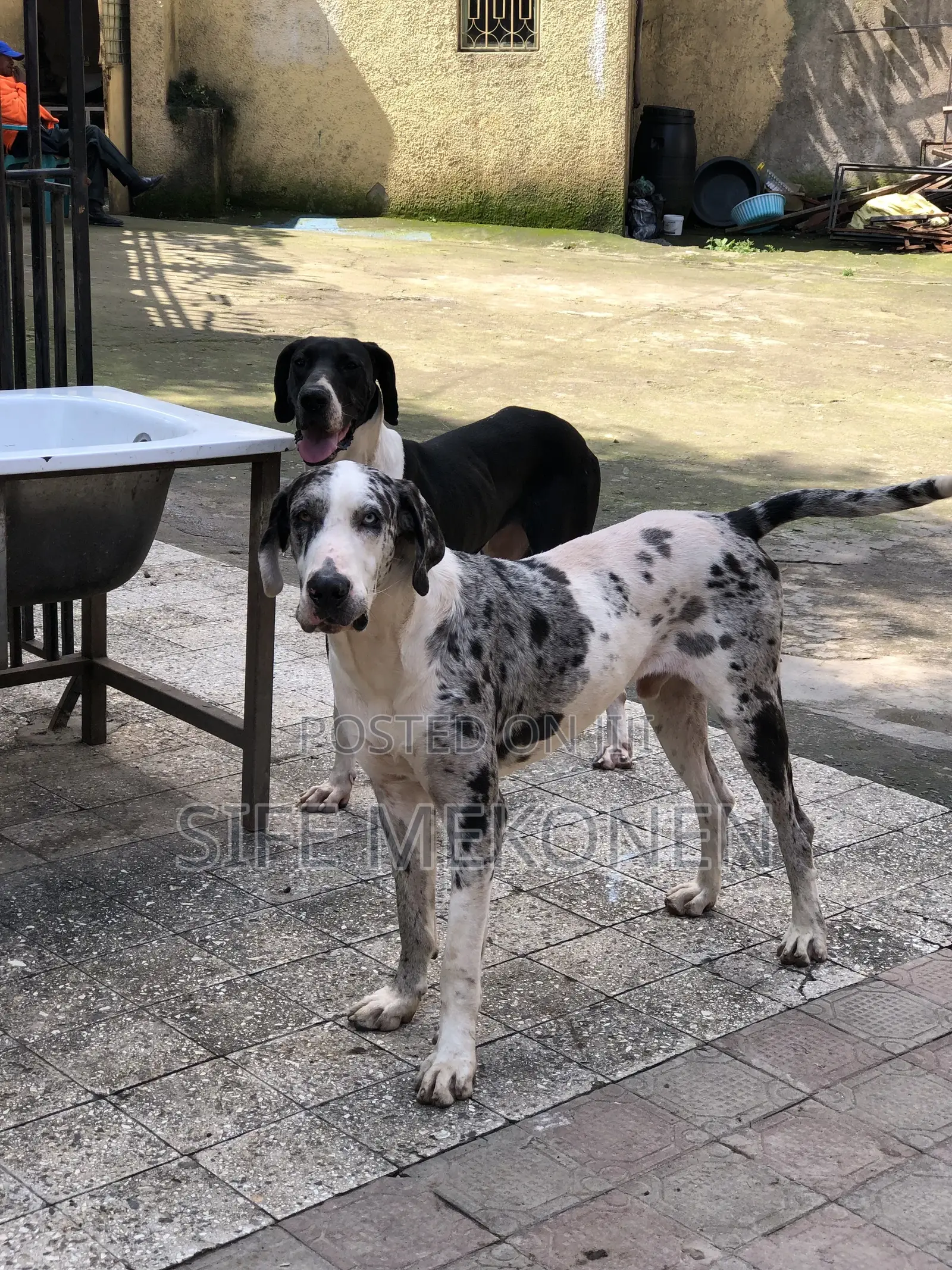1-3 months Male Purebred Great Dane