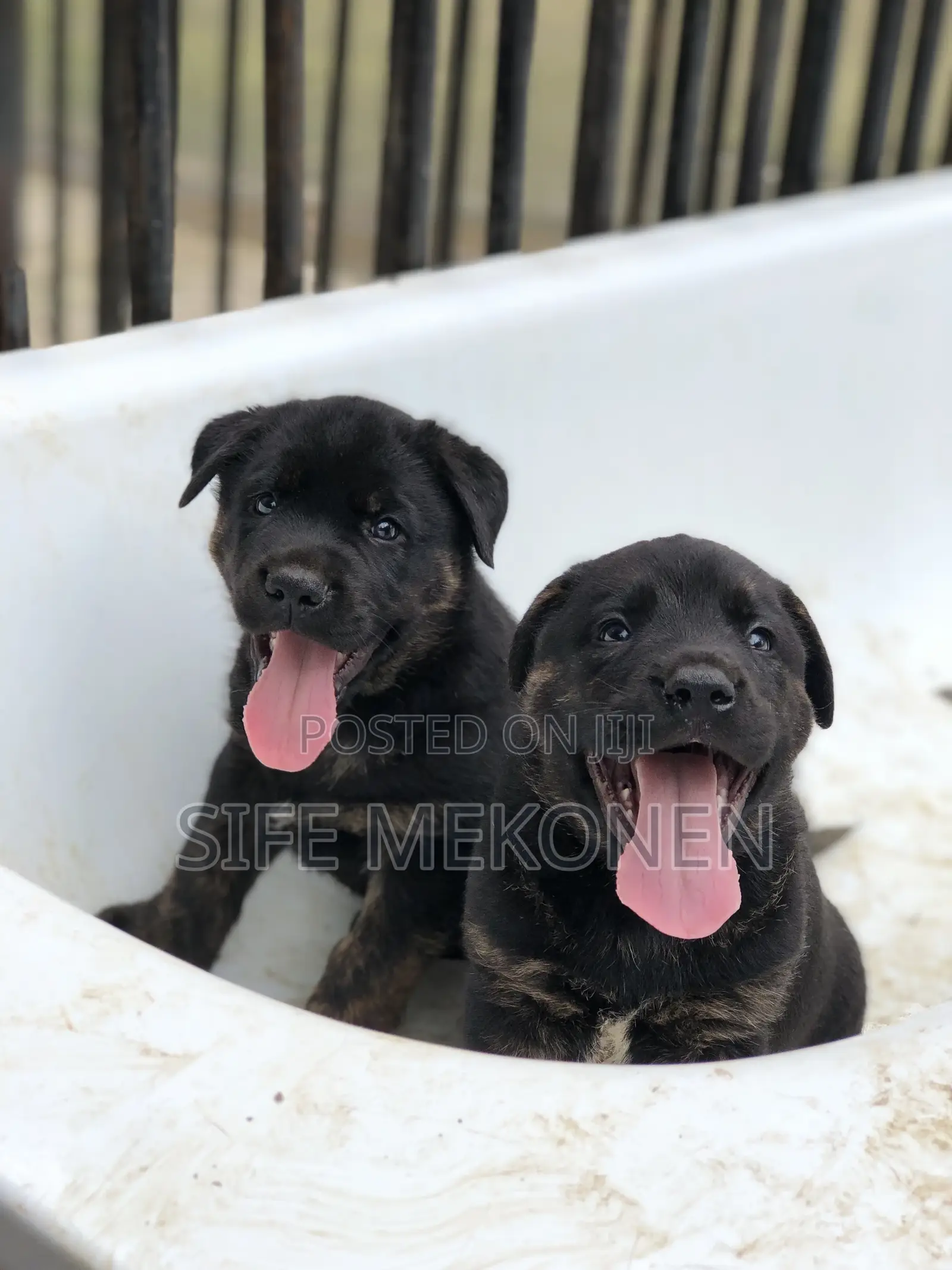 1-3 months Female Purebred American Pit Bull Terrier