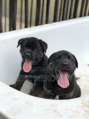 Photo - 1-3 months Female Purebred American Pit Bull Terrier