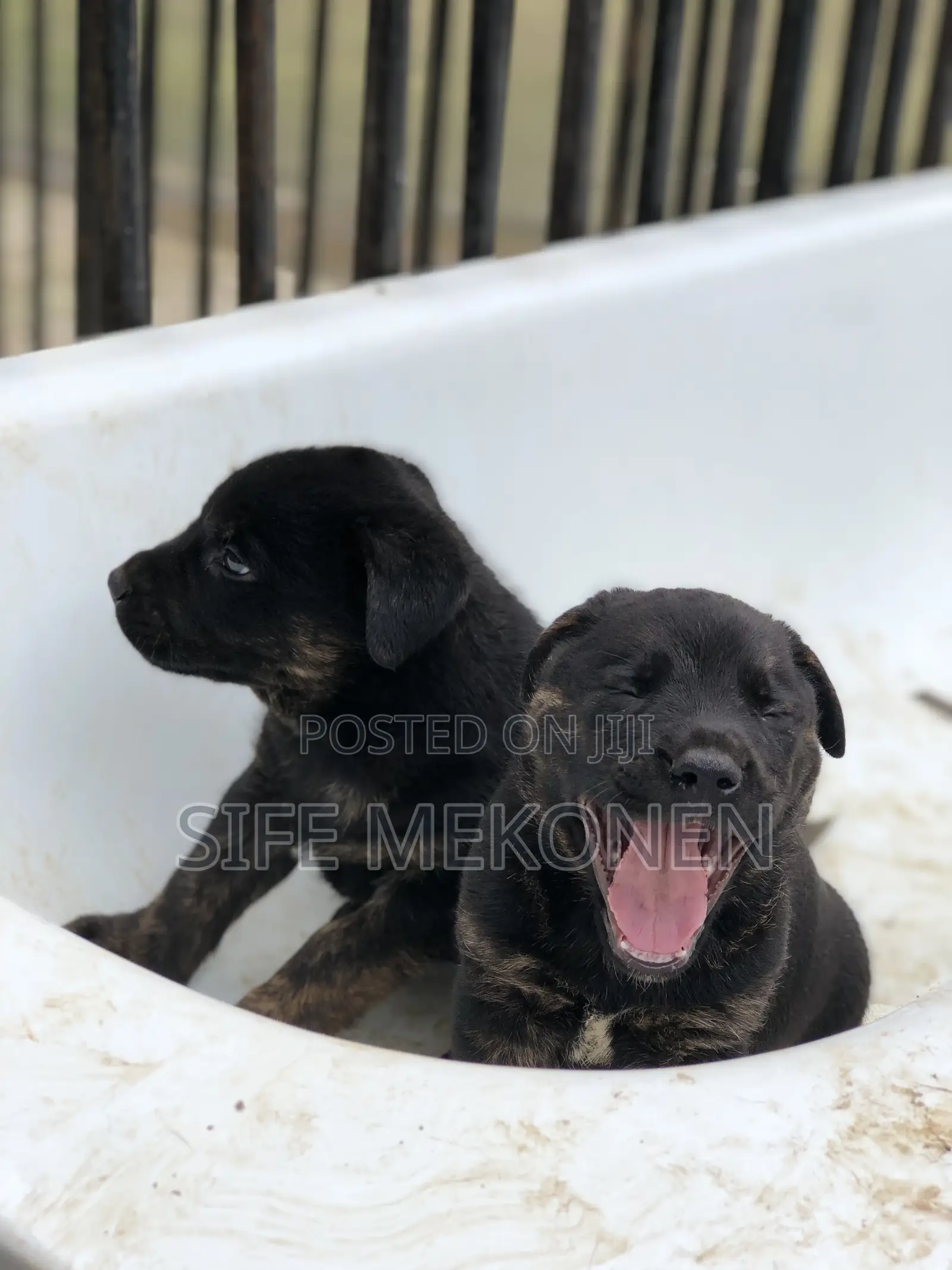 1-3 months Female Purebred American Pit Bull Terrier