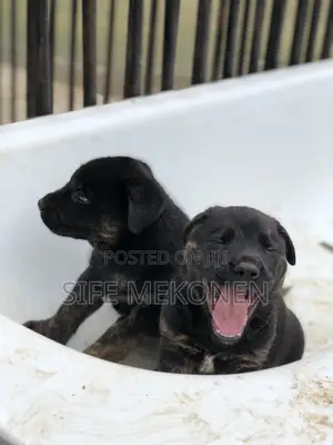 1-3 months Female Purebred American Pit Bull Terrier