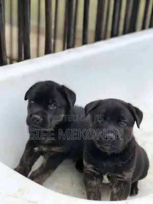 1-3 months Female Purebred American Pit Bull Terrier