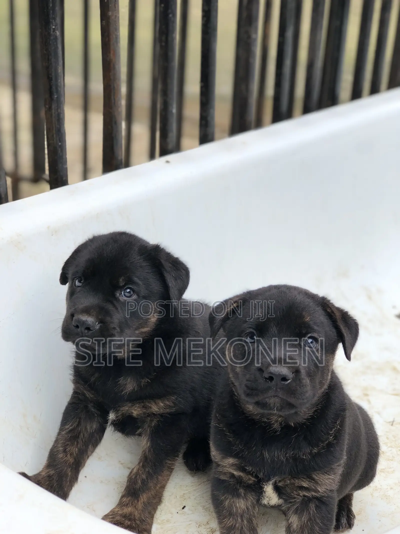 1-3 months Female Purebred American Pit Bull Terrier