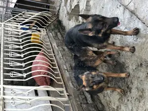 1-3 months Male Purebred German Shepherd