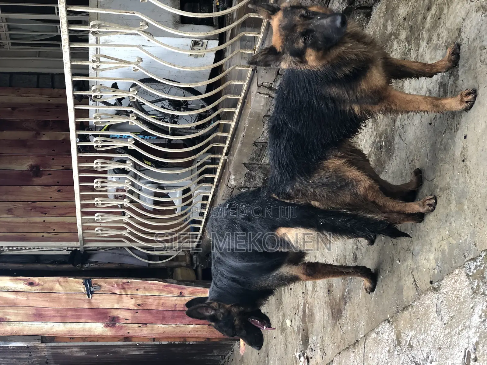 1-3 months Male Purebred German Shepherd