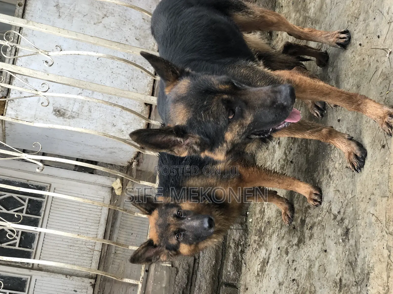 1-3 months Male Purebred German Shepherd