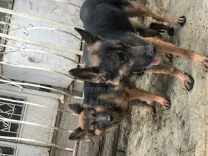 Photo - 1-3 months Male Purebred German Shepherd