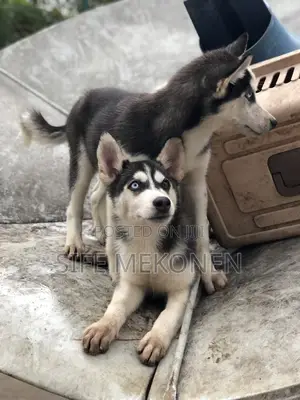 1-3 months Male Purebred Siberian Husky