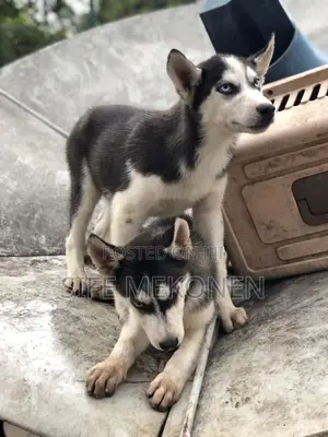 1-3 months Male Purebred Siberian Husky