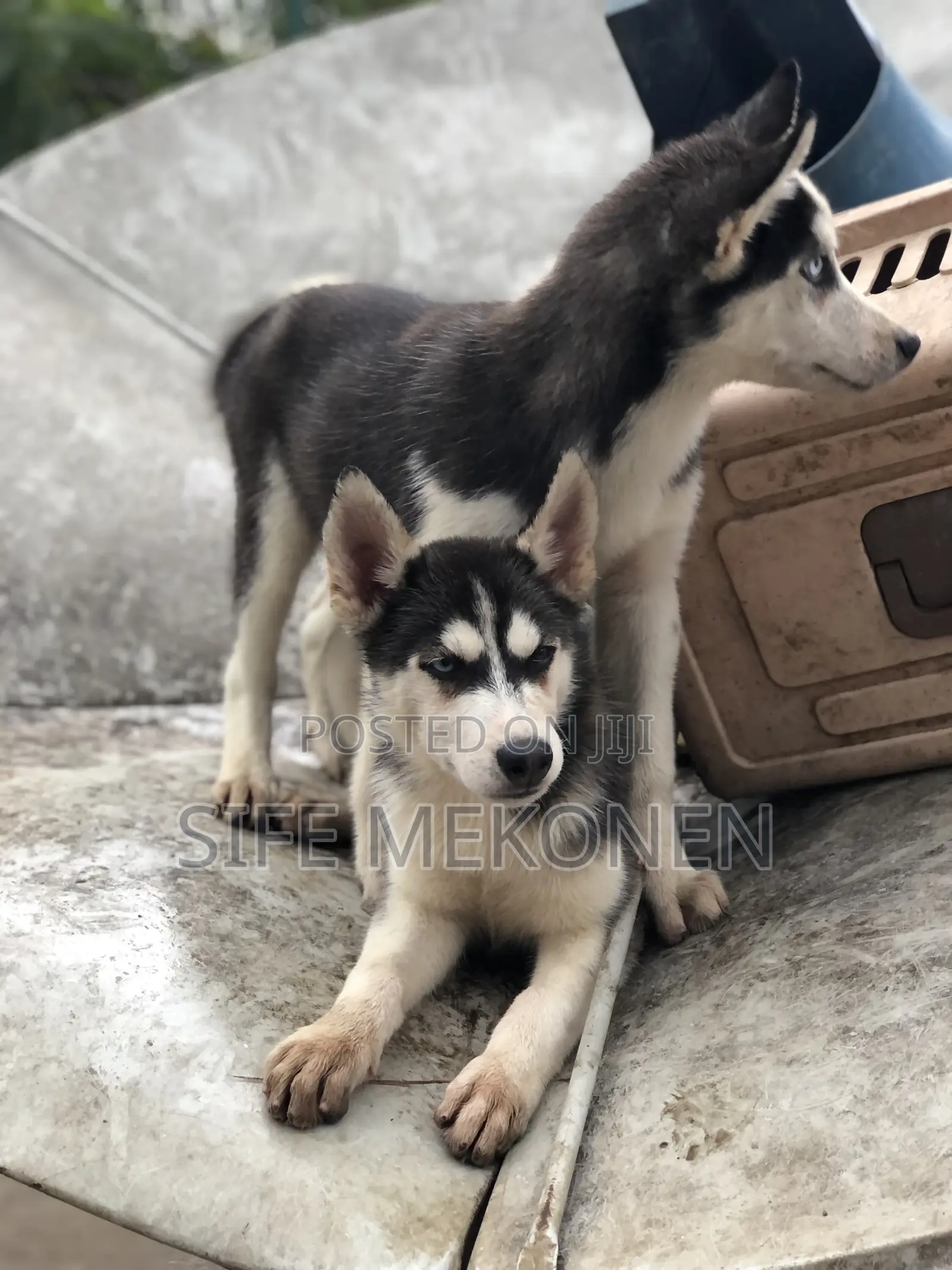 1-3 months Male Purebred Siberian Husky