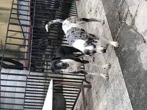 1-3 months Male Purebred Great Dane