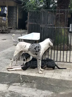 1-3 months Male Purebred Great Dane