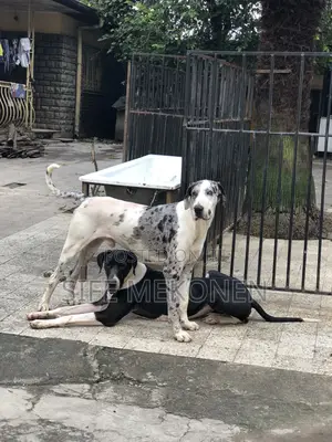 Photo - 1-3 months Male Purebred Great Dane