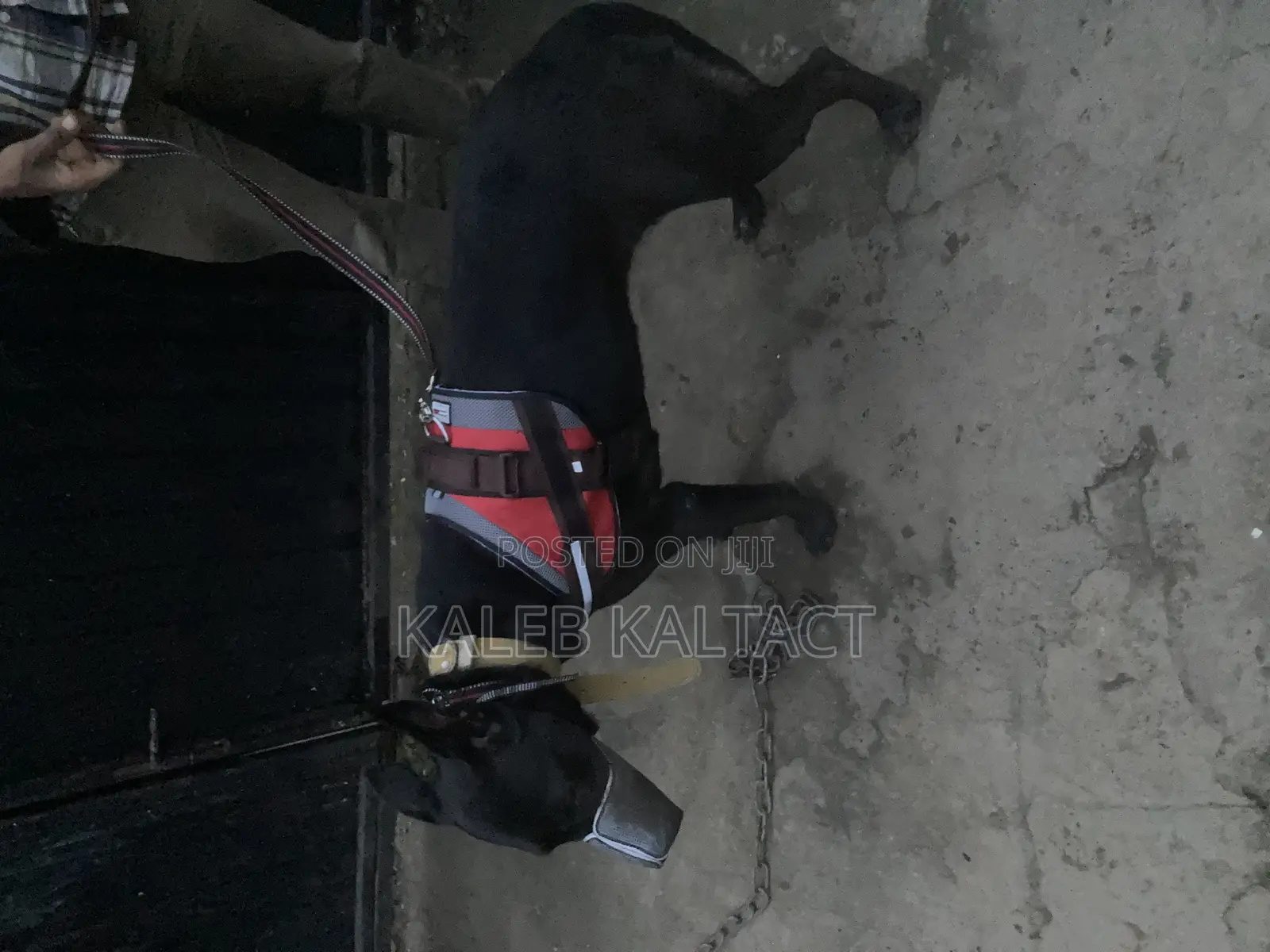 Top Lap Full Body Dog Harness