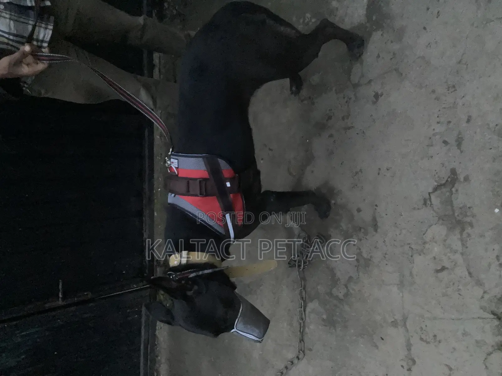 Top Lap Full Body Dog Harness