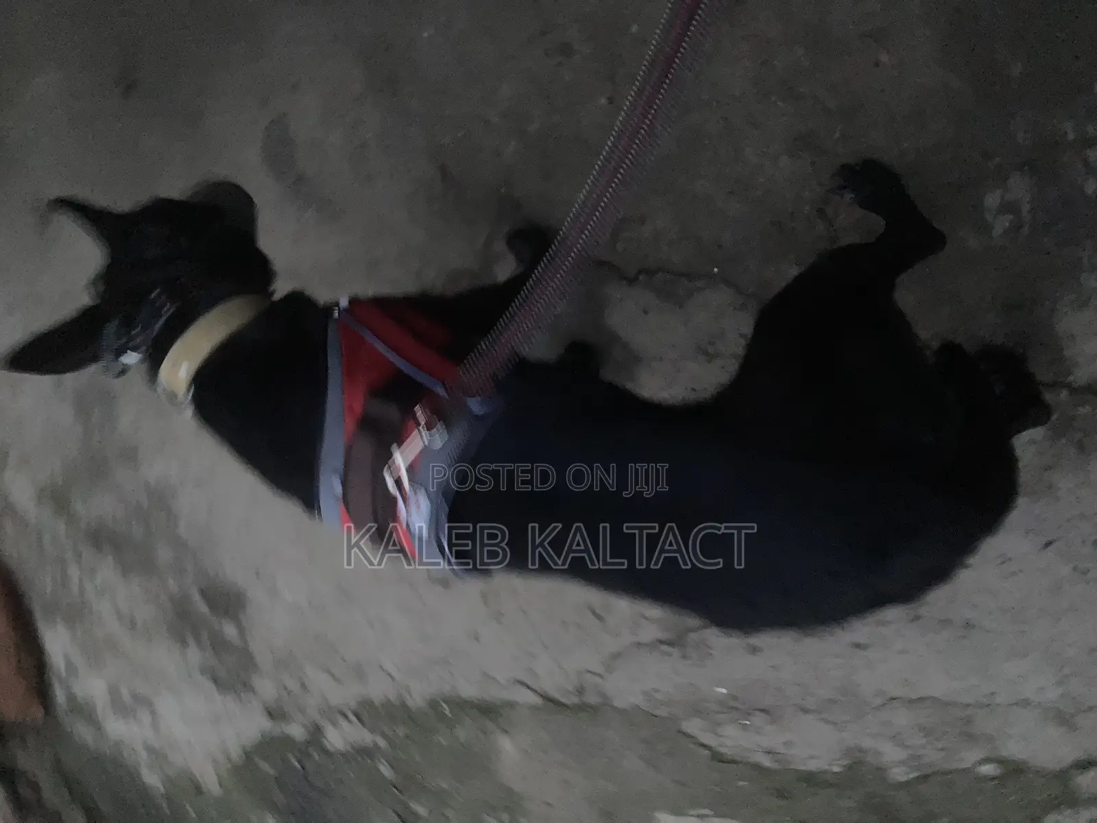 Top Lap Full Body Dog Harness