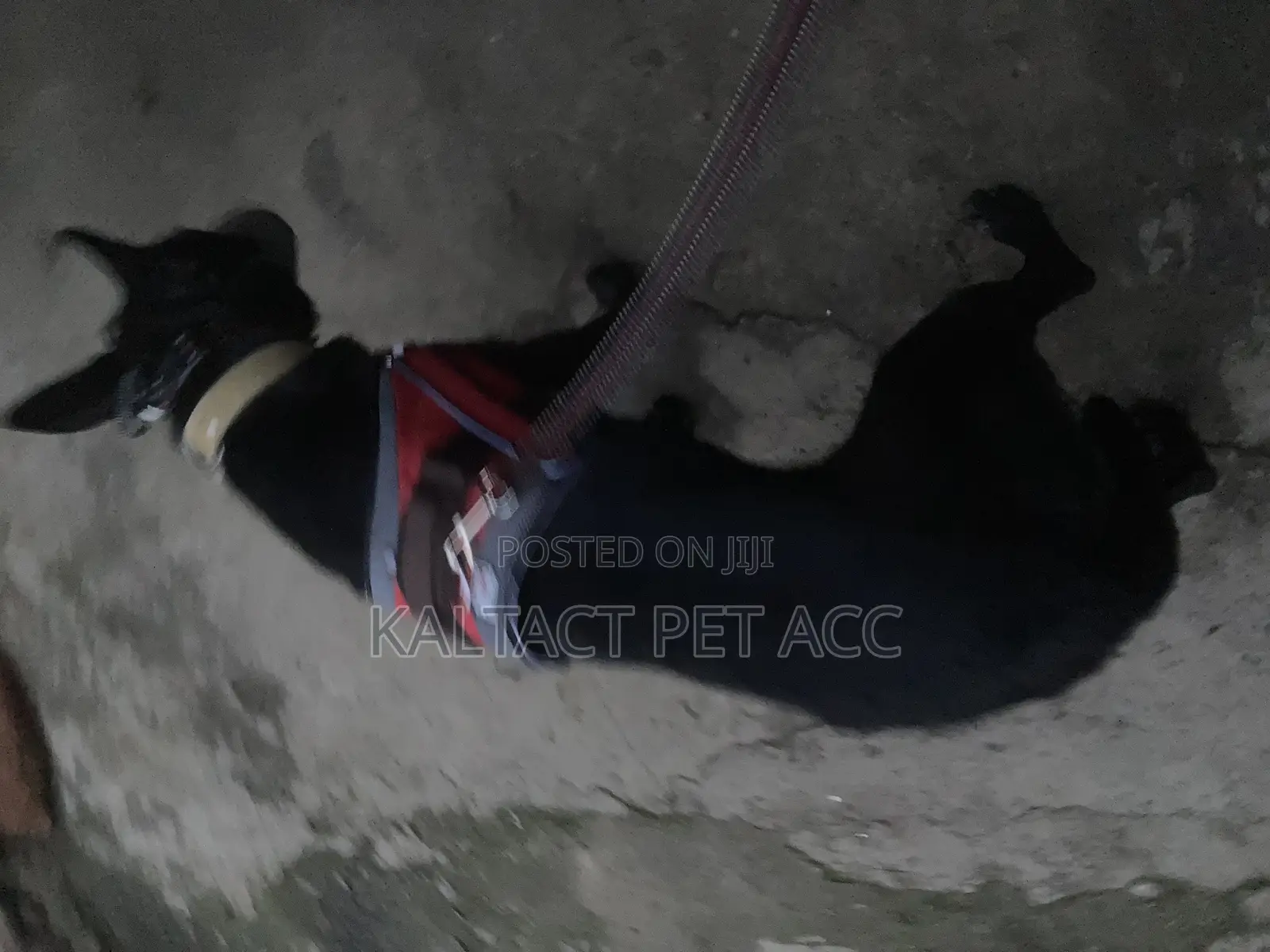 Top Lap Full Body Dog Harness