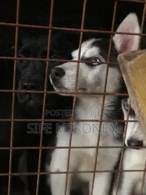 1-3 months Male Purebred Siberian Husky